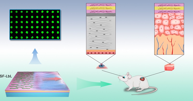 1550547197792215.jpg 无标题.jpg
