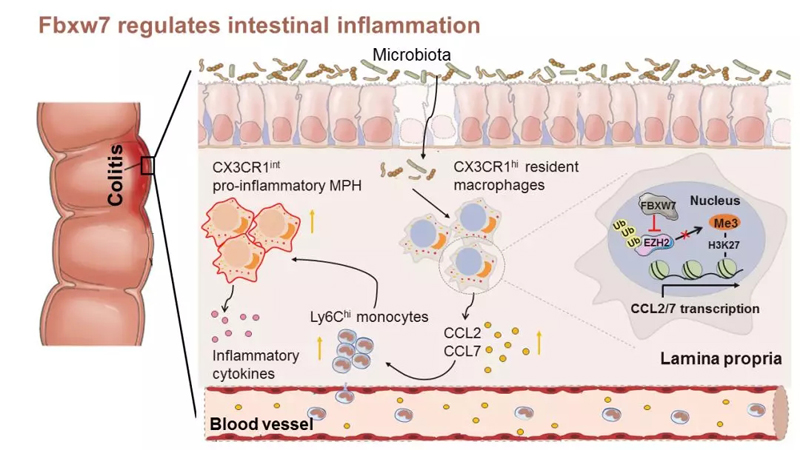 1561772155888175.jpg 640.webp-(1).jpg