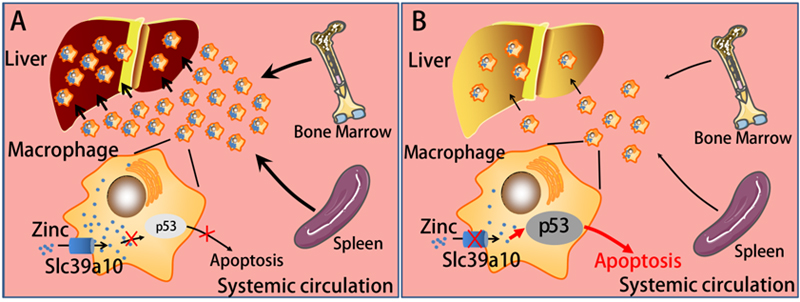 1513046561127201.jpg 未标题-2.jpg