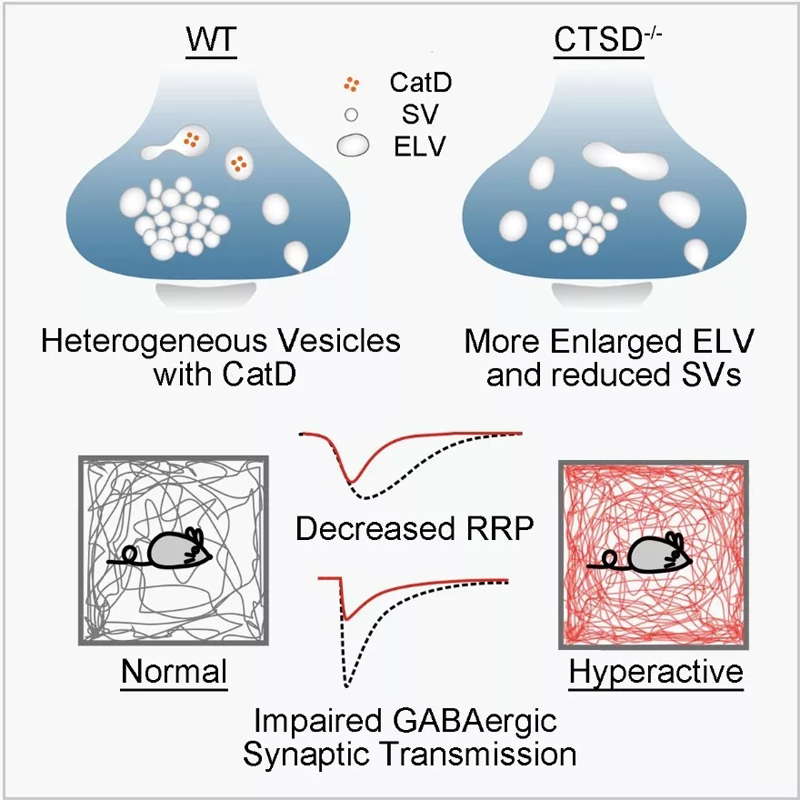 1563941843100995.jpg 640.webp-(1).jpg