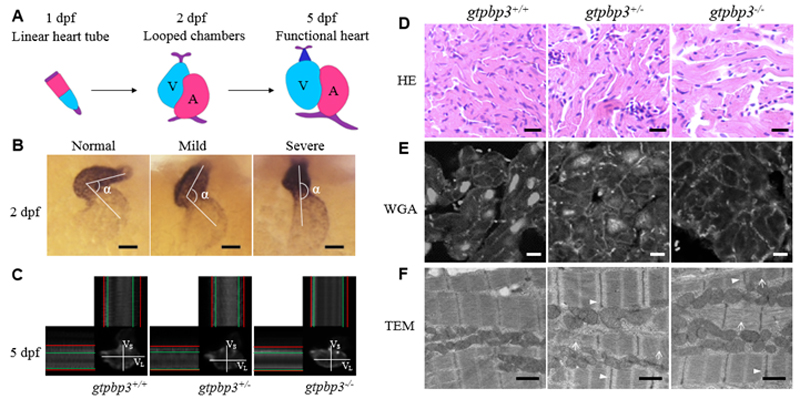 1553852774333496.jpg 未标题-2.jpg
